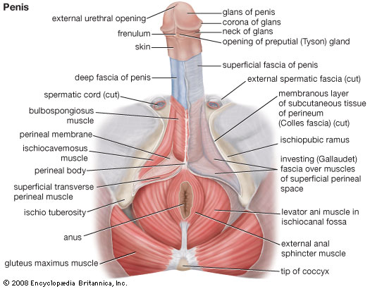 The Male Prostate Gland www.LingamWhisperer.com.au
