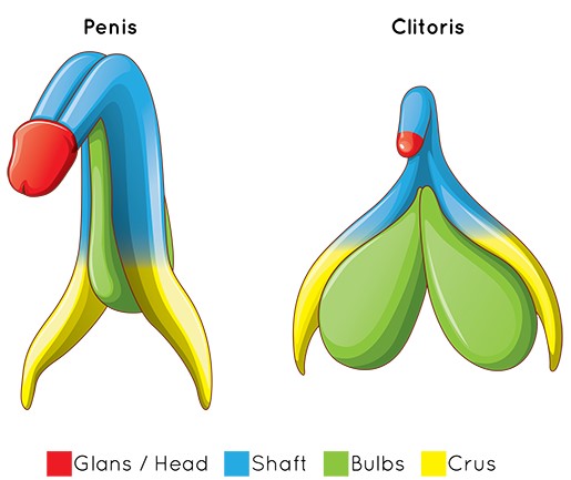 Penis Clitoris Remarkable Similarities